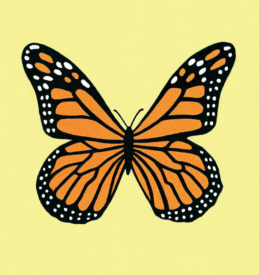 Butterfly Drawing - Butterfly #38 by CSA Images