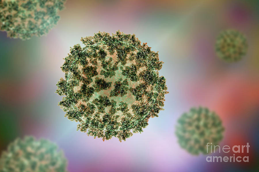 Coronavirus Particles Photograph by Kateryna Kon/science Photo Library ...