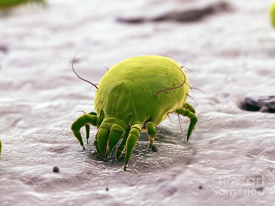 Dust Mite #38 Photograph by Sebastian Kaulitzki/science Photo Library