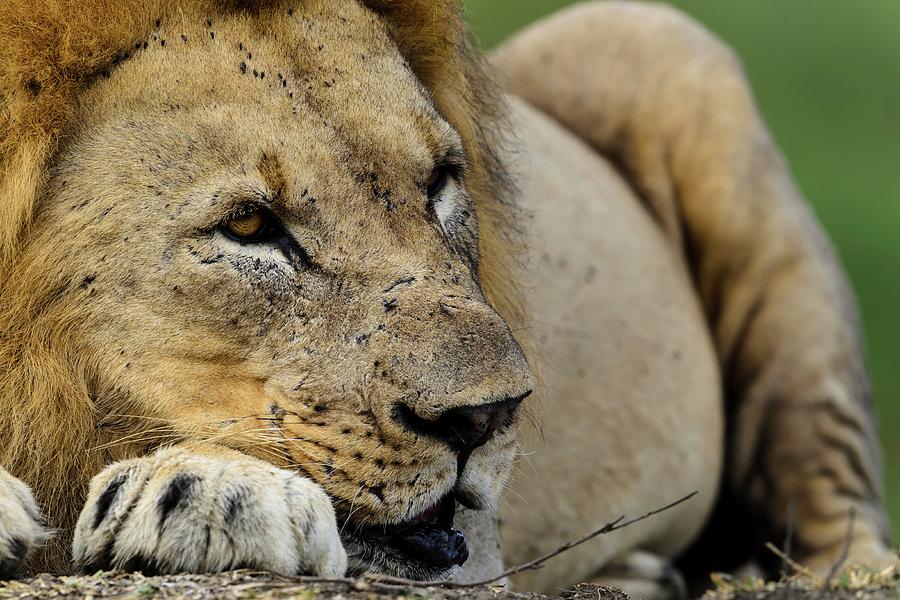 Lion (panthera Leo). Phinda / Munyawana Photograph by Roger De La Harpe ...