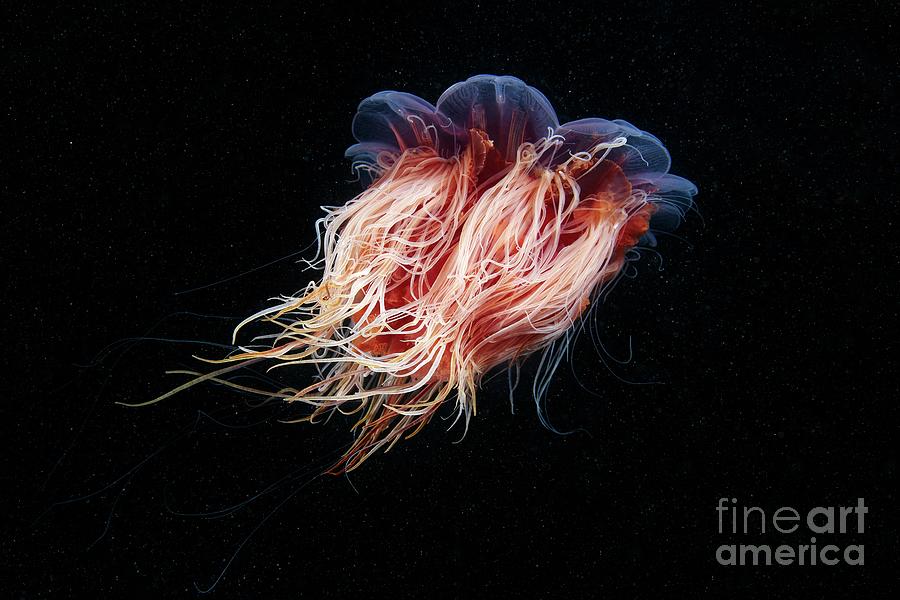 Nature Photograph - Lions Mane Jellyfish #38 by Alexander Semenov/science Photo Library