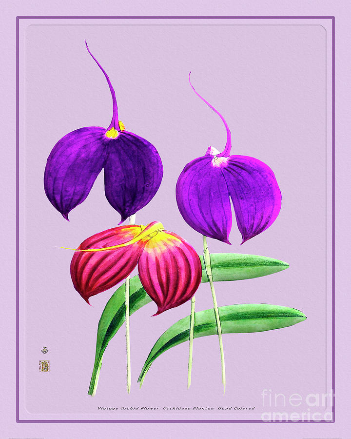 Orchid Flower Orchideae Plantae Plant Digital Art