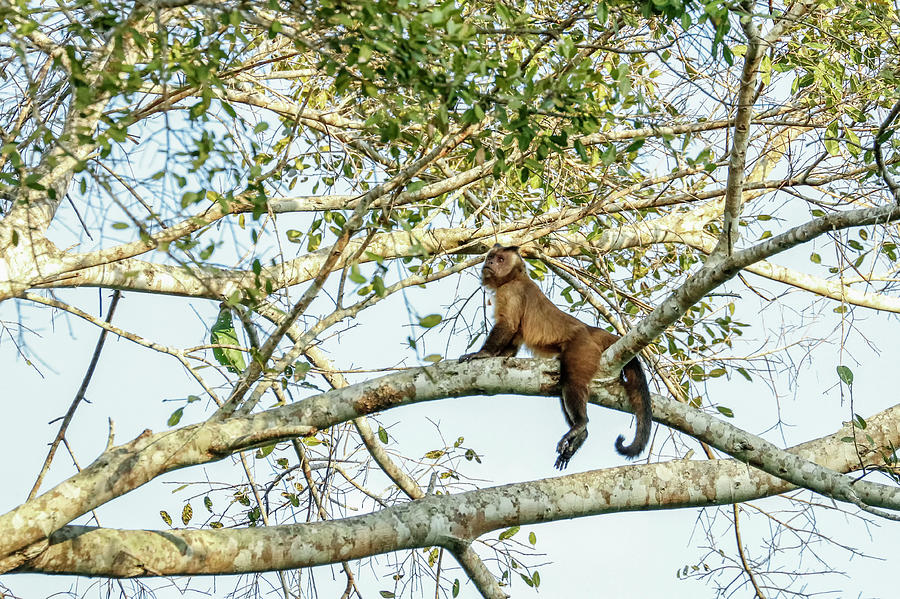 Wildlife Photograph - Pantanal, Mato Grosso, Brazil #38 by Janet Horton