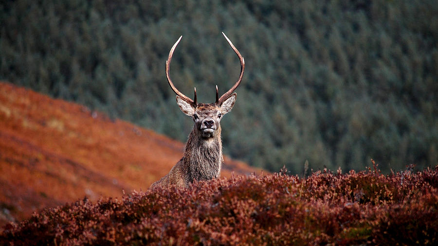 Red Deer Stag #38 Photograph by Gavin MacRae