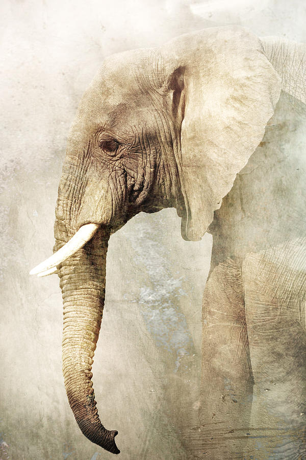 Elephant Photograph - Untitled #38 by Antonio Grambone