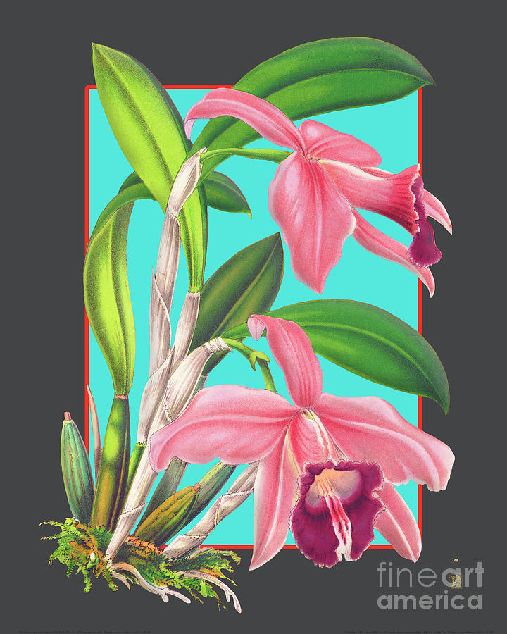 Vintage Orchid Exotic Flower Plant Digital Art