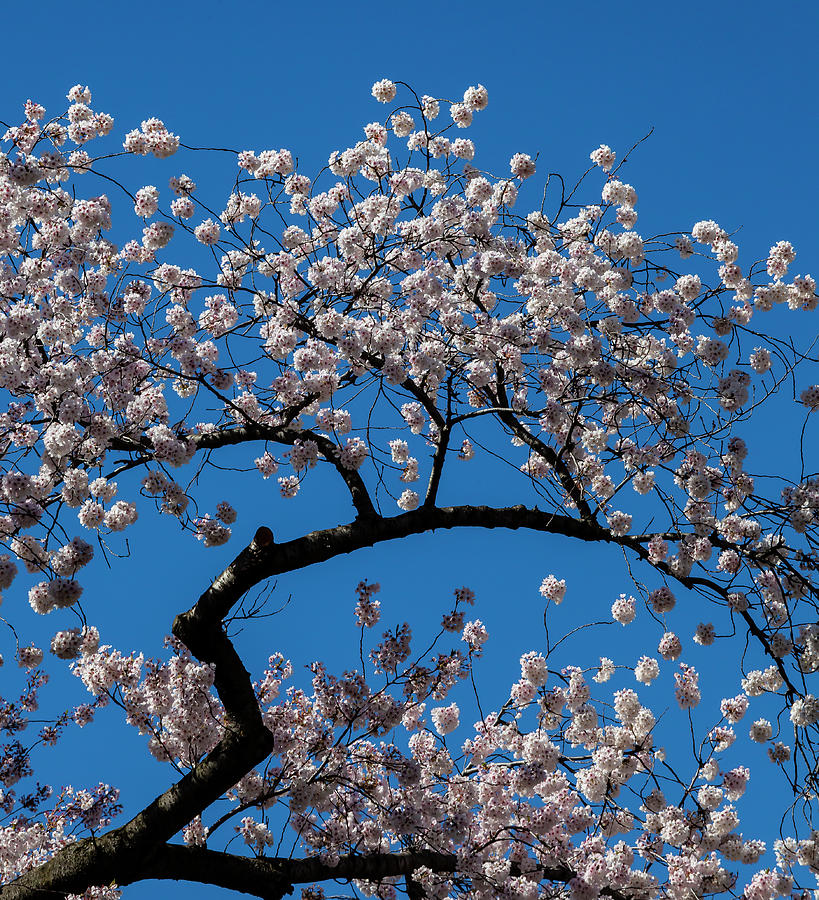 Cherry Blossoms #389 Photograph by Robert Ullmann