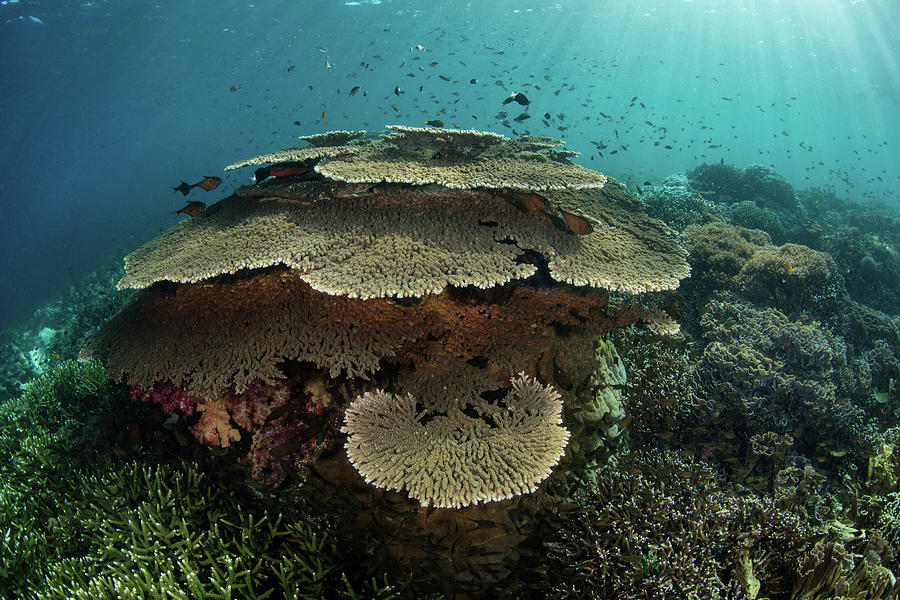 A Beautiful Coral Reef Thrives #39 Photograph by Ethan Daniels
