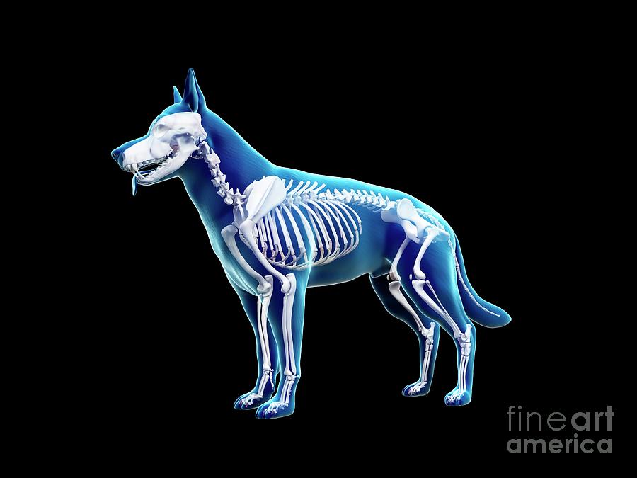Dog Skeleton by Sebastian Kaulitzki/science Photo Library