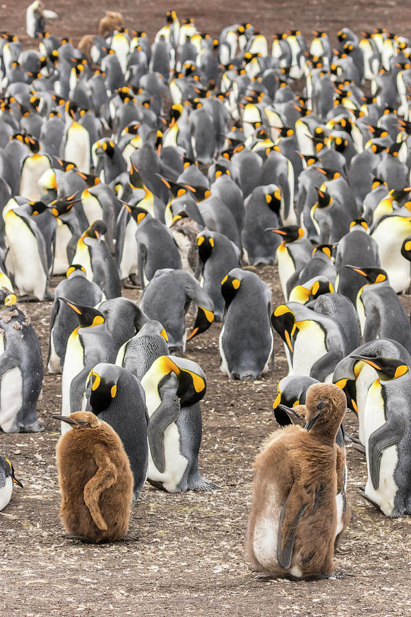 Penguin Photograph - Falkland Islands, East Falkland #39 by Jaynes Gallery