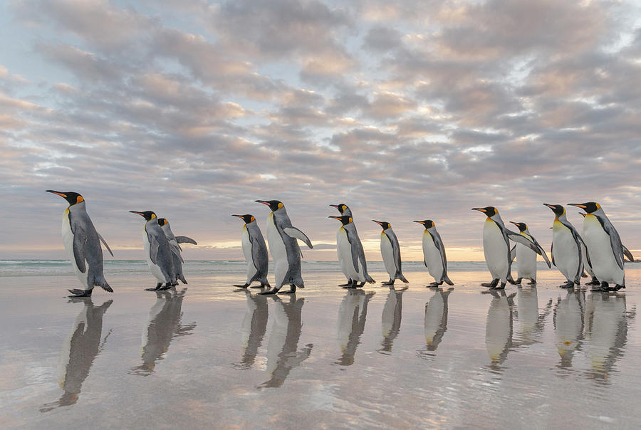 Penguin Photograph - King Penguin On The Falkland Islands #39 by Martin Zwick
