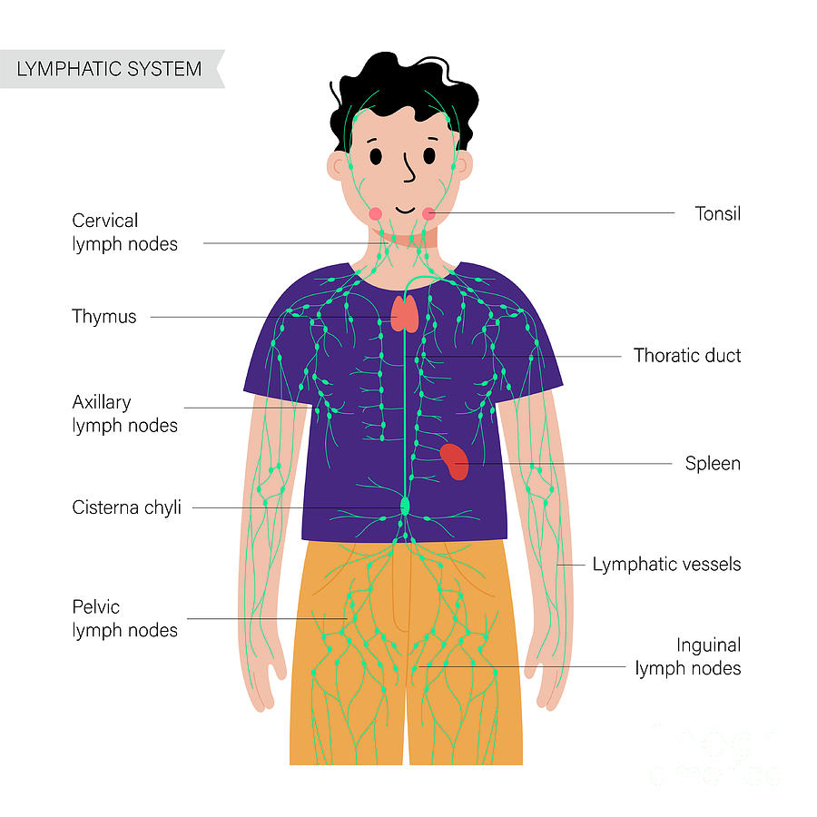 Lymphatic system photograph by pikovit science photo library fine