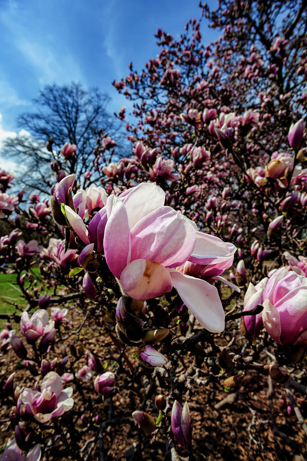 Magnolias #39 Photograph by Robert Ullmann