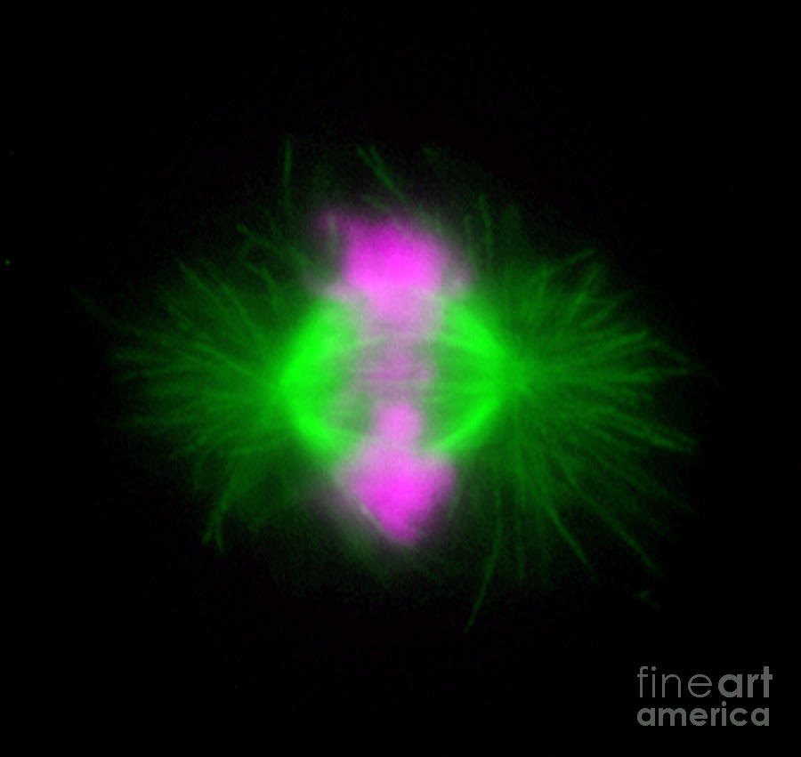 Mitosis #39 Photograph by Dr. Juan F. Gimenez-abian / Science Photo Library