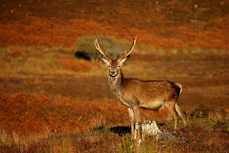 Red Deer Stag #39 Photograph by Gavin MacRae