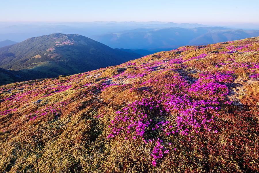 Summer Photograph - Rhododendron Flowers Covered Mountains #39 by Ivan Kmit