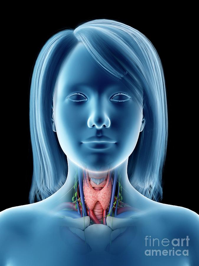 Thyroid Gland #39 Photograph by Sebastian Kaulitzki/science Photo Library