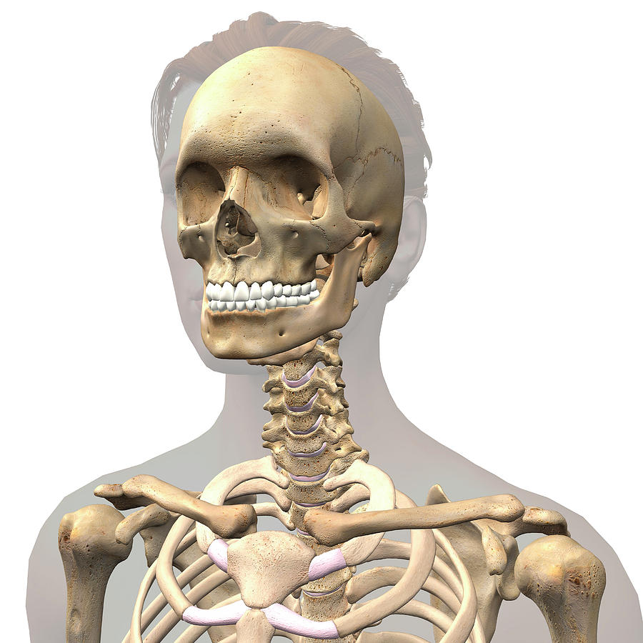 Анатомия кости черепа и позвоночника