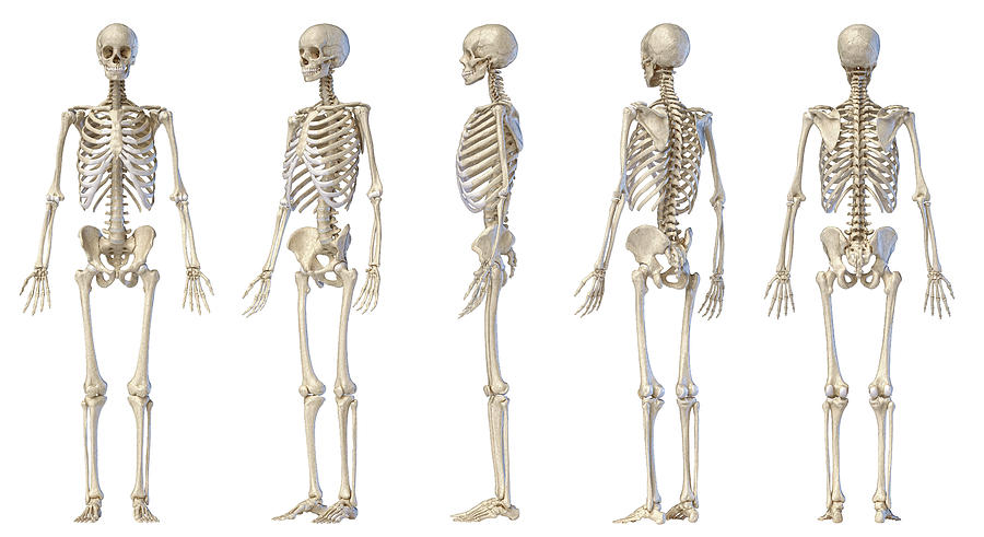 3d Illustration Of Full Male Skeleton Photograph by Pixelchaos | Pixels