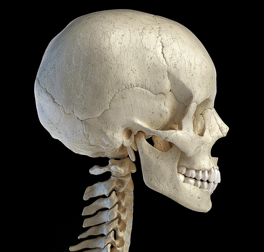 The Human Skull: Anatomy and 3D Illustrations