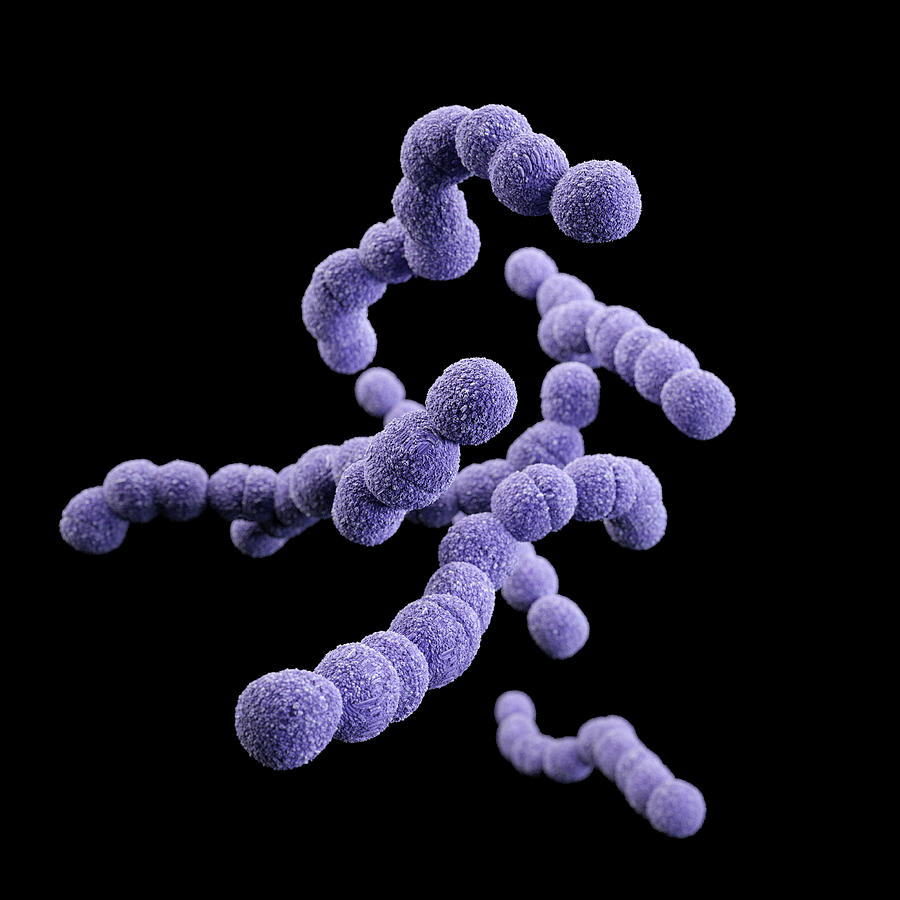 3d Illustration Of The Streptococcus Photograph by Stocktrek Images