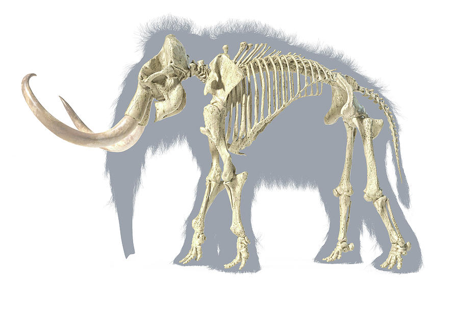 3d Illustration Of Woolly Mammoth Photograph by Leonello Calvetti ...