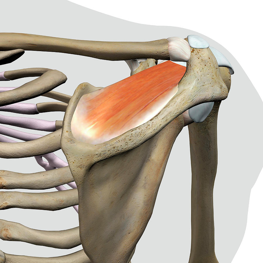 3d Rendering Of Supraspinatus Muscle Photograph By Hank Grebe Fine Art America 8854