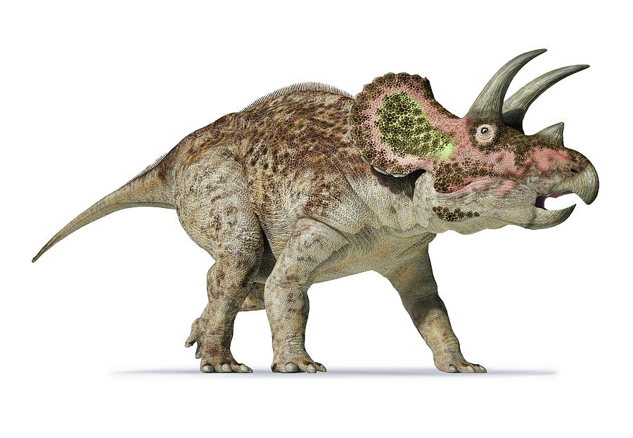 [Image: 3d-rendering-of-triceratops-on-white-leo...lvetti.jpg]