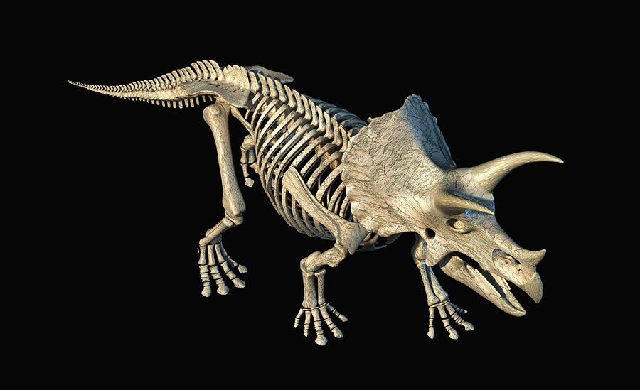 3d Rendering Of Triceratops Skeleton Photograph by Leonello Calvetti