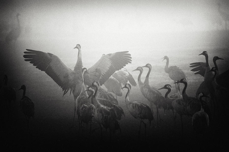Wildlife Photograph -  #4 by Miki Meir Levi
