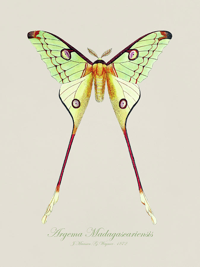 butterfly scientific illustration
