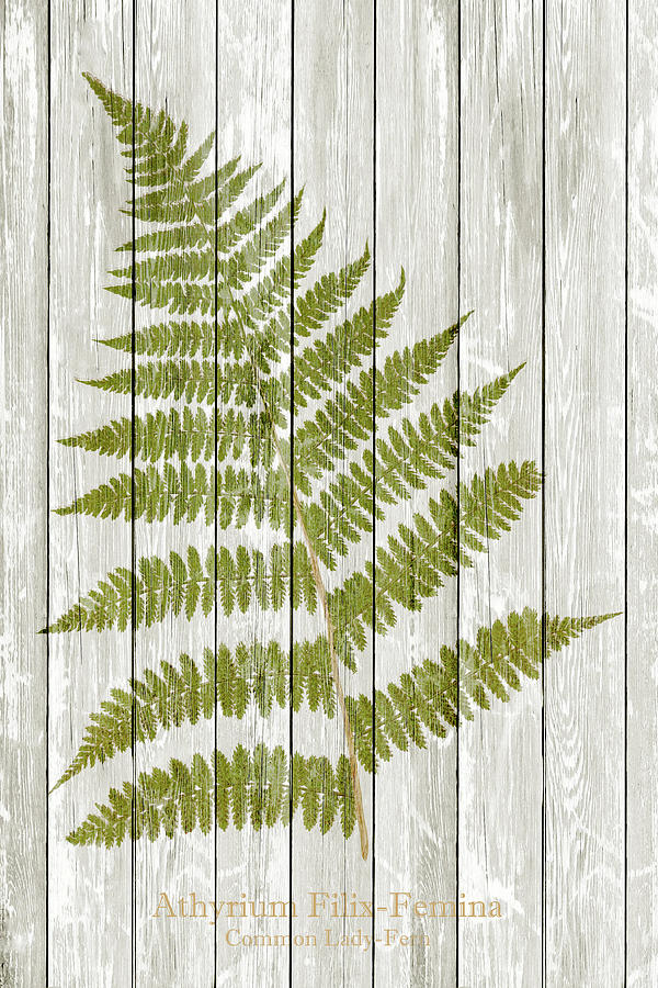 19th Century Fern Illustration Stamped On Whitewashed Or White W