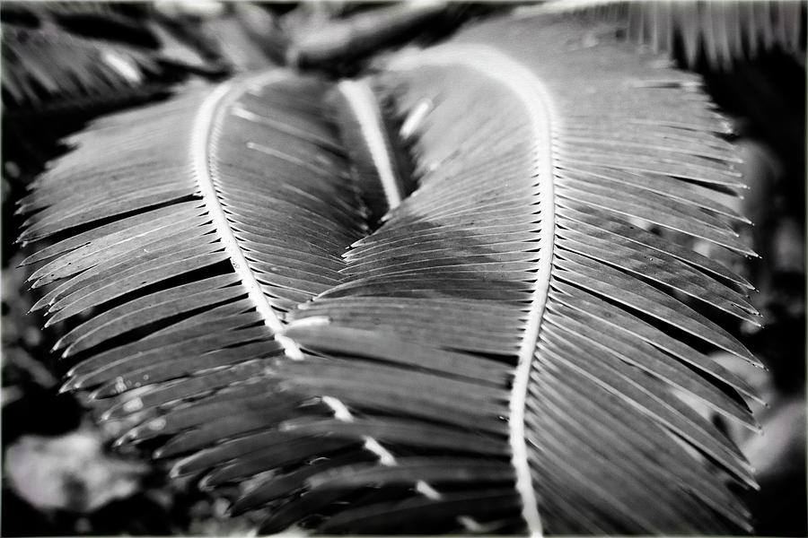 2 Plant Fronds Forming A Heart #4 Digital Art by Laura Diez