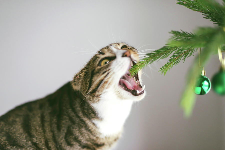 A Cute Cat Playing With Ornaments On A Small Christmas Tree Photograph
