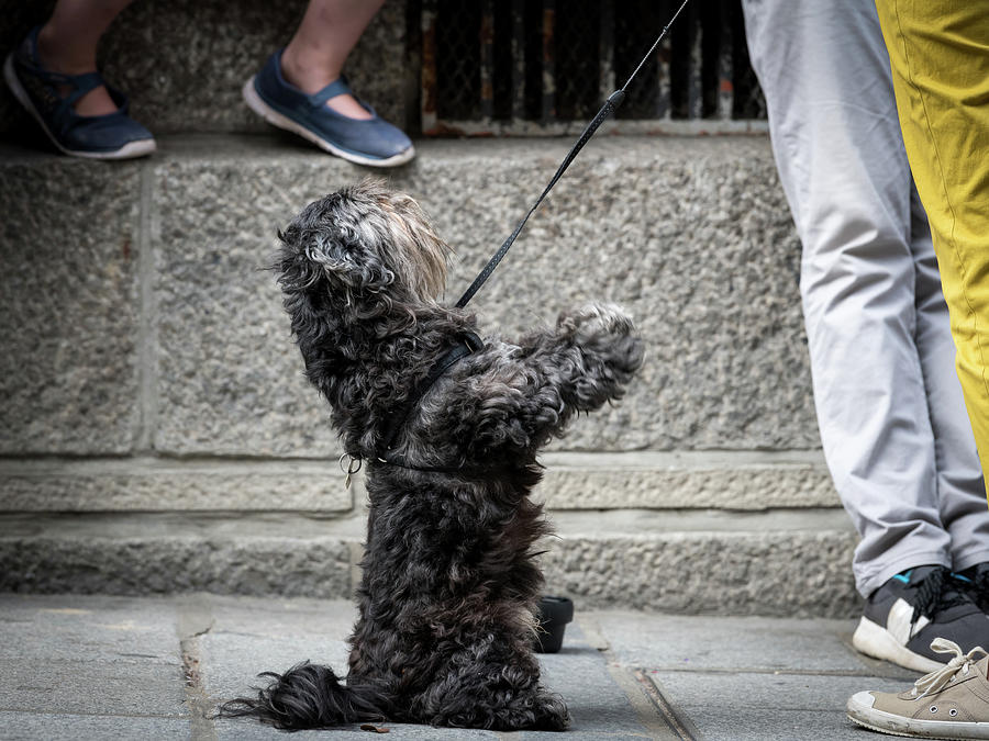 A cute small black dog on the street Photograph by Stefan Rotter - Fine ...