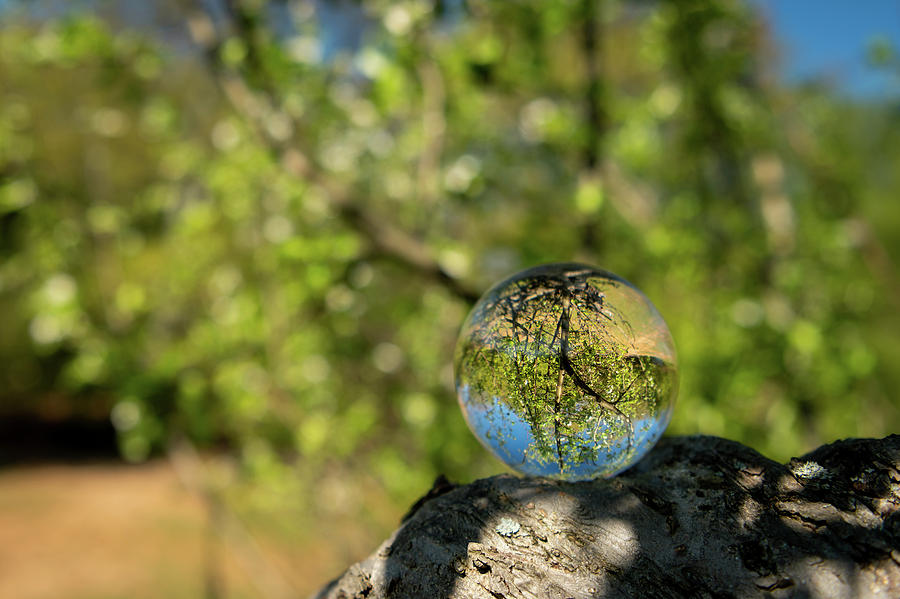 A glass ball lying on a branch of a tree Photograph by Stefan Rotter ...