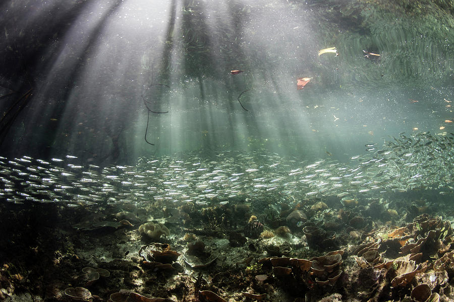 A Large School Of Slender Silversides #4 Photograph by Ethan Daniels