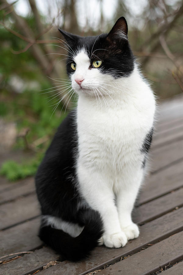 A Male Black And White Colored Cat Photograph