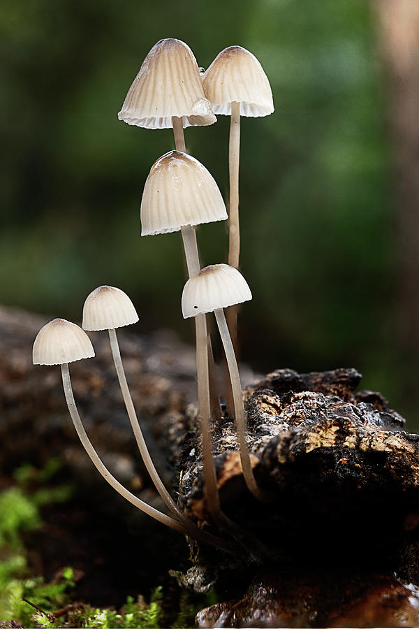 Mushroom Photograph - A Mushroom Forest Outdoor Macro Photgraphy #4 by Cavan Images