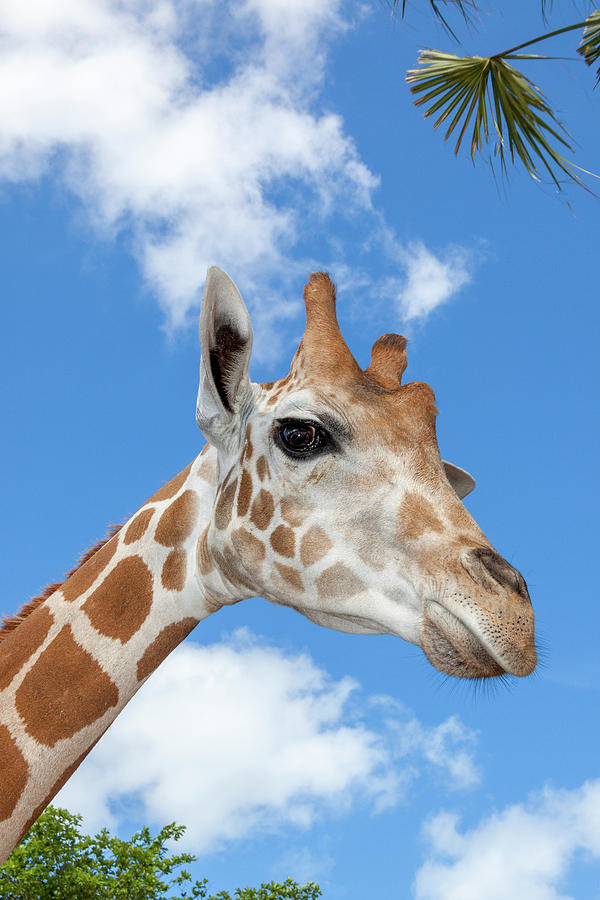 A Reticulated Giraffe's Height Gives Photograph by Larry Richardson