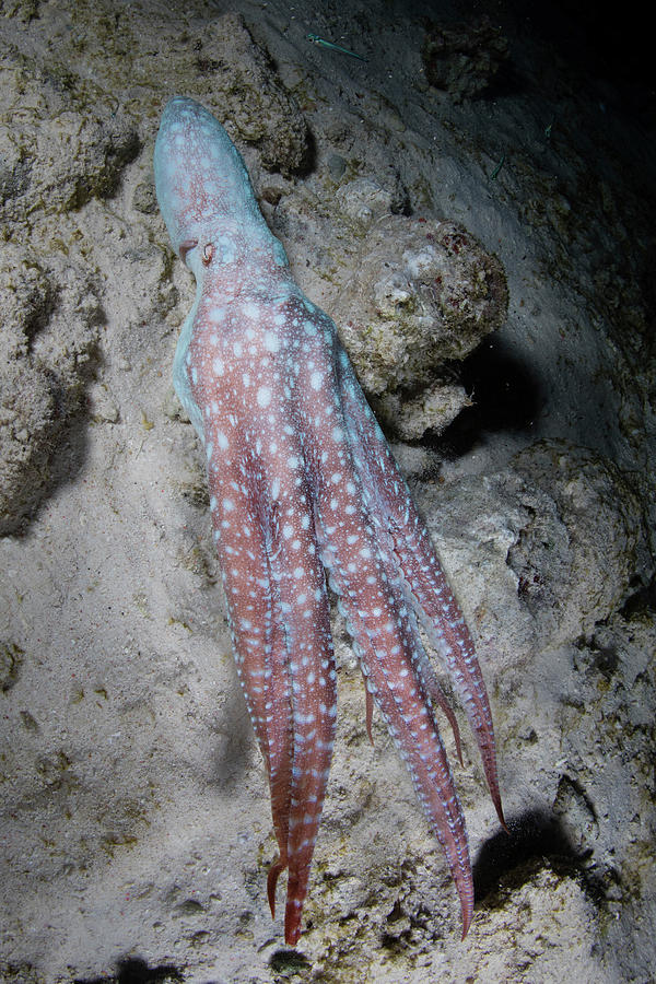 A Starry Night Octopus, Callistoctopus #4 Photograph by Ethan Daniels