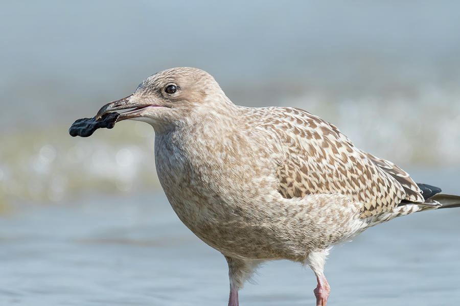 A young european herring gull looking for food on the beach #4 ...