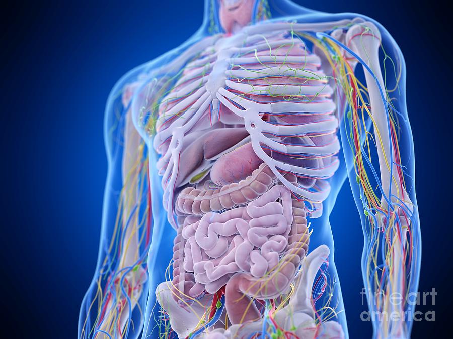 Abdominal Anatomy Photograph By Sebastian Kaulitzki Science Photo Library