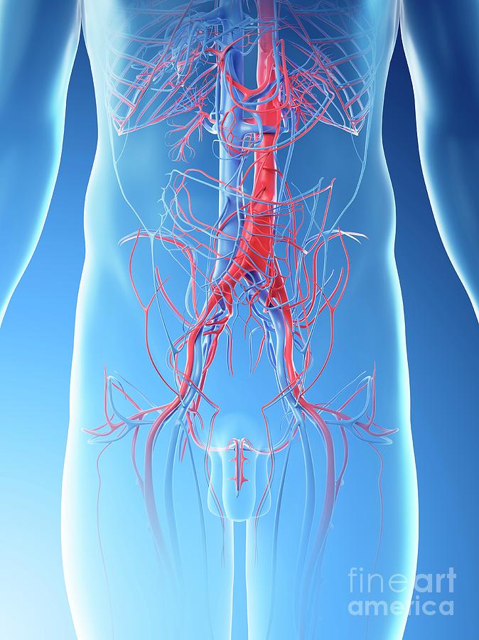 Abdominal Blood Vessels Photograph By Sebastian Kaulitzki Science Photo Library Fine Art America