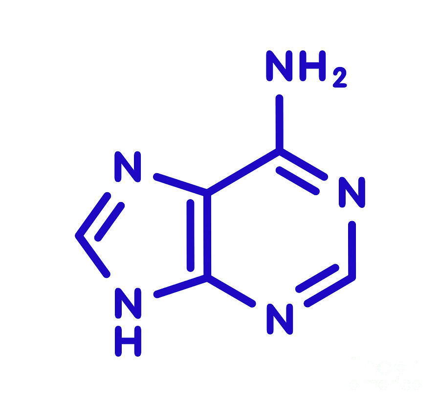 Adenine Photograph - Adenine Purine Nucleobase Molecule #4 by Molekuul/science Photo Library