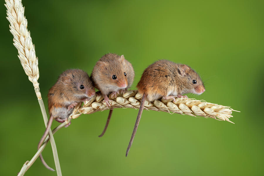 Adorable cute harvest mice micromys minutus on wheat stalk with ...