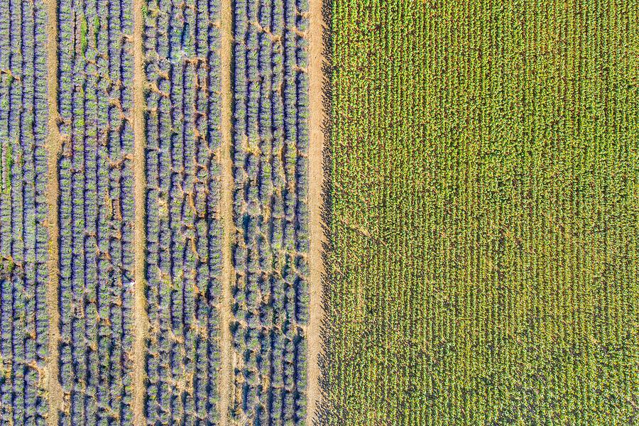 Nature Photograph - Aerial View Of Agricultural Fields #4 by Levente Bodo