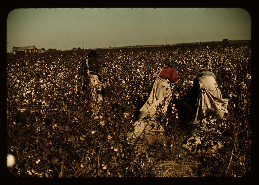 African American Day-laborers picking cotton #4 Painting by Wolcott, Marion Post