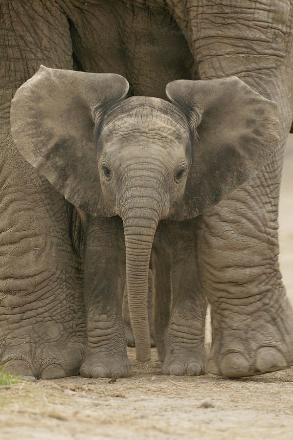 African Elephant Calf Loxodonta #4 Photograph by Nhpa