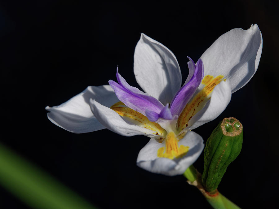 African Iris In Bloom Photograph